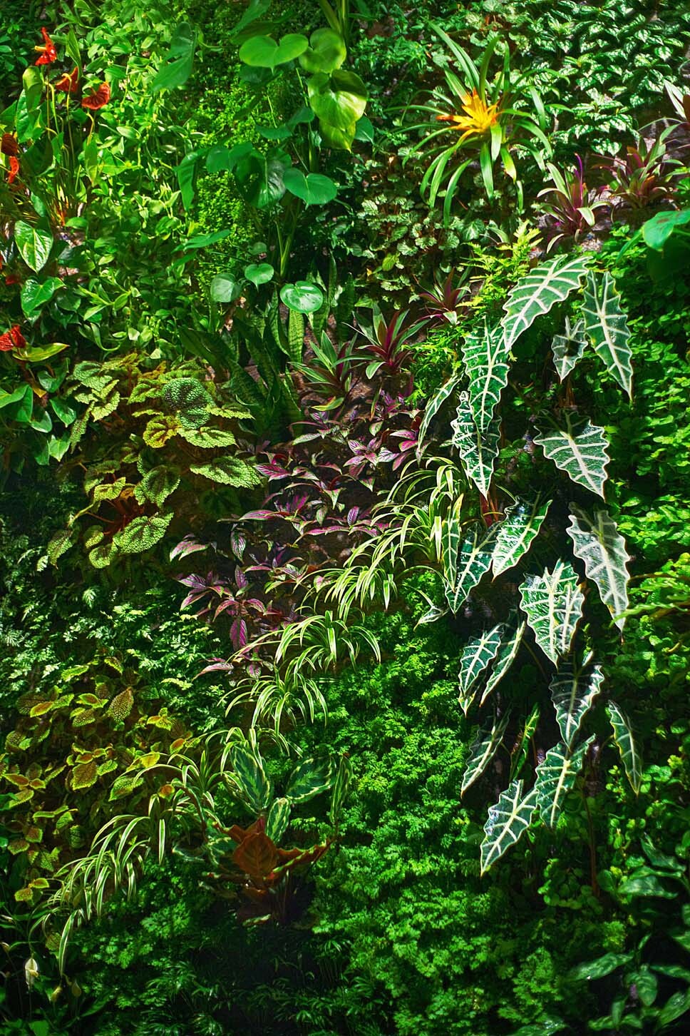 Green over Grey Tropical Rainforest ING Direct Vancouver 1 copy