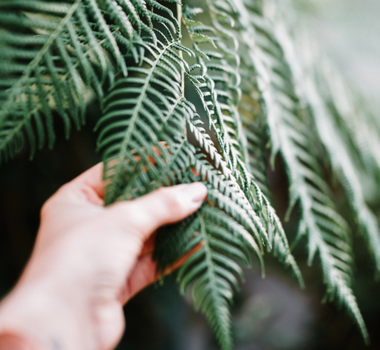 Plant hand reduit