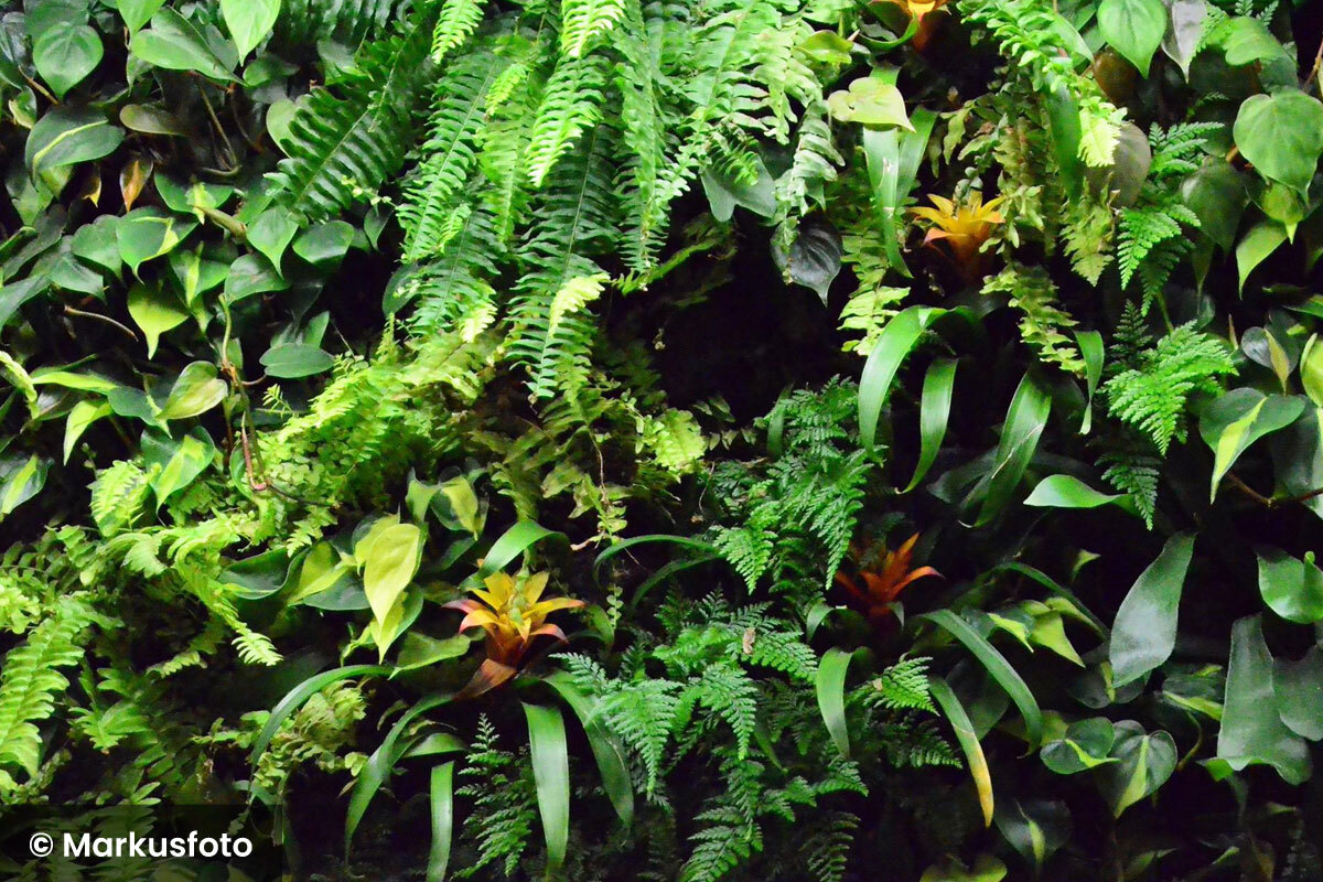 Living wall ernest brisson closeup