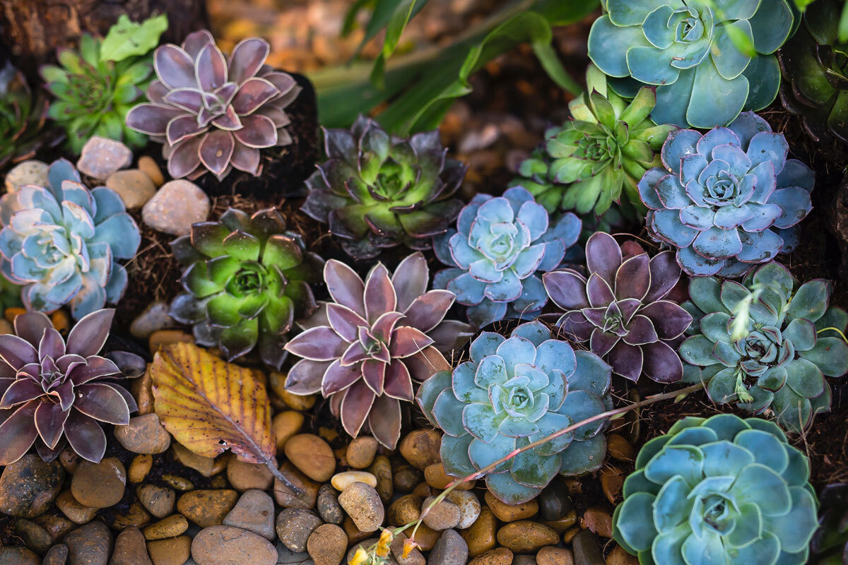 Succulents